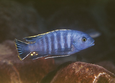 Petrotilapia chrysos 'Chiloelo'